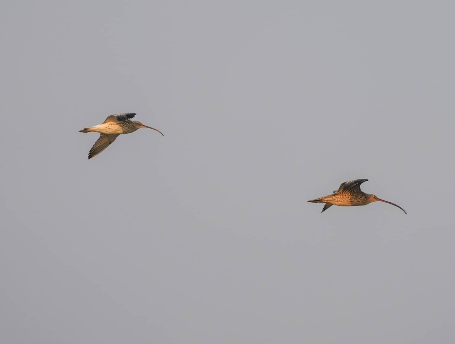 Two curlews in flight together: Eurasian Curlew (Numenius arquata) and Far Eastern Curlew (Numenius madagascariensis), side-by-side,