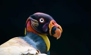 King Vulture close-up portrait, beak with yellow and orange caruncle, white and black plumage, and intense eyes