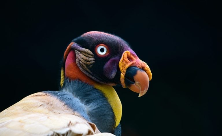 King Vulture