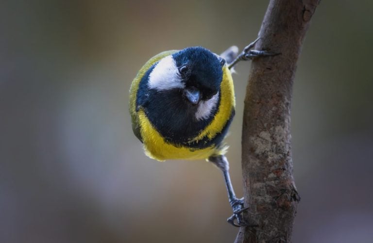 Blue tit ( Cyanistes caeruleus ) close up