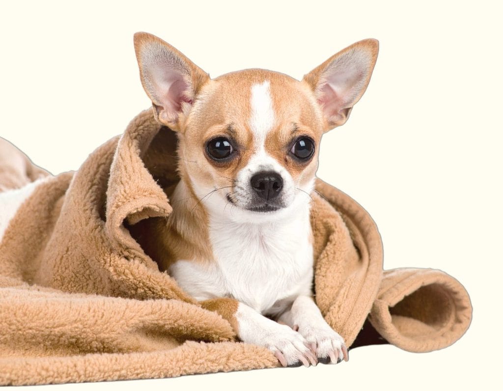 Tiny Teacup Chihuahua Wrapped in a Cozy Blanket Looking Straight at Camera on Isolated White Background