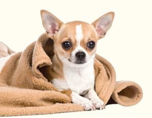 Tiny Teacup Chihuahua Wrapped in a Cozy Blanket Looking Straight at Camera on Isolated White Background