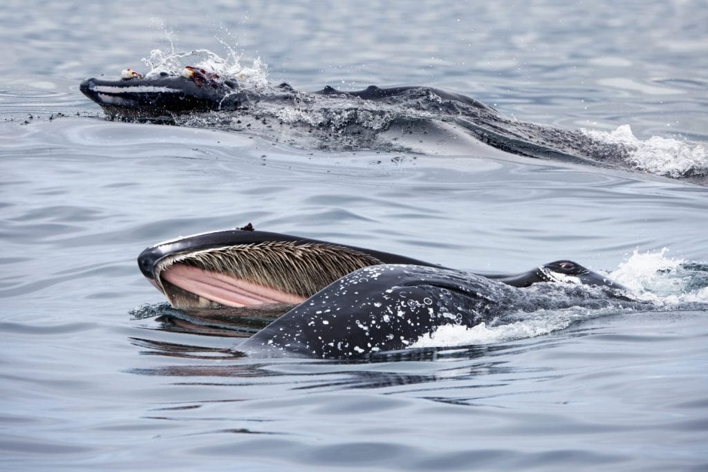 Two humpback whale feeds with its mouth open (mouth modifications called baleen) - Knysna, South Africa.
