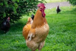 Buff Orpington Rooster, up close, barnyard animal, summer.