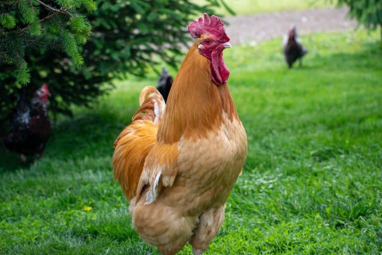 Buff Orpington Chicken