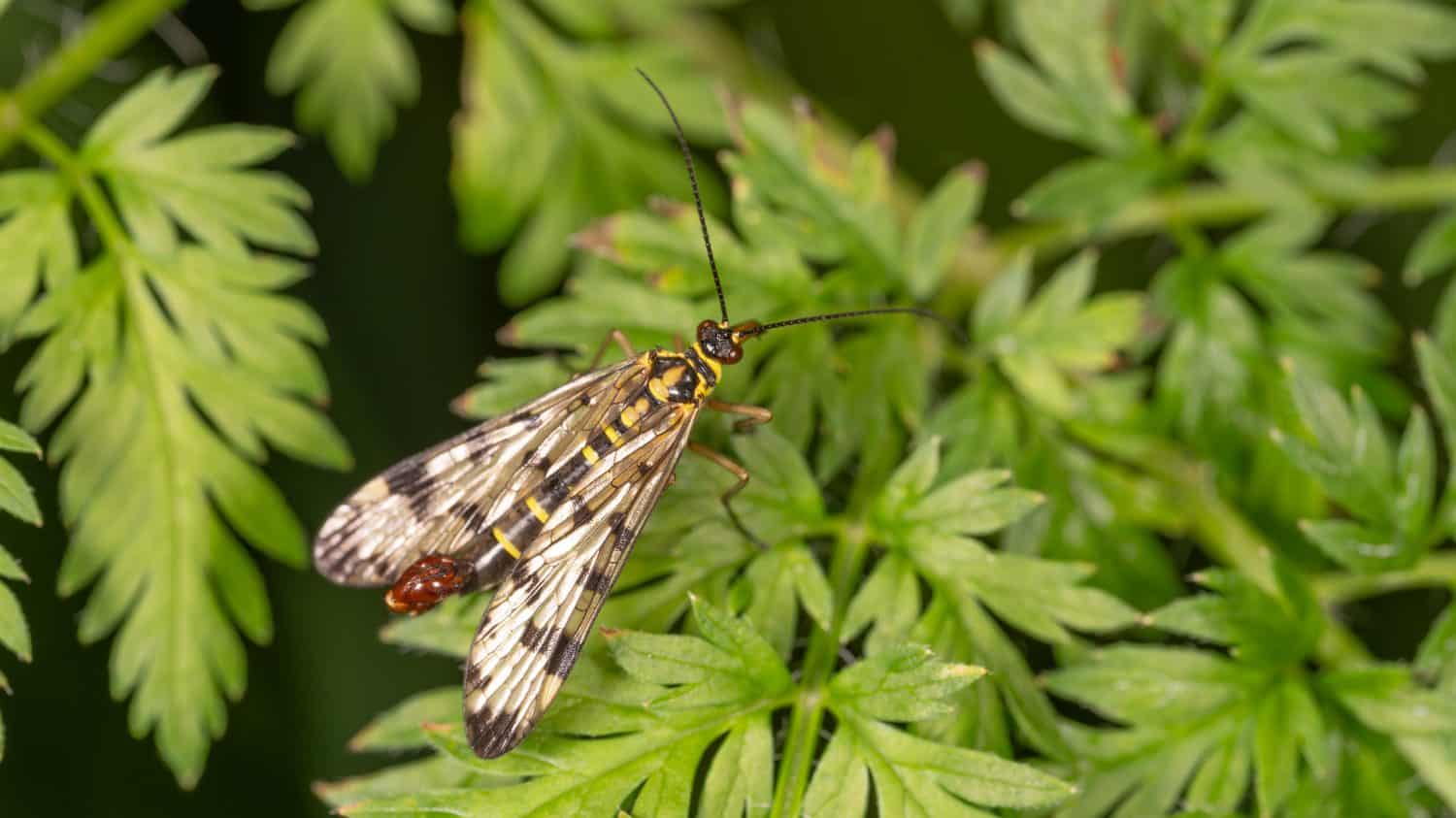 Bio Diversity - Panorpa communis - Macro of the Common Scorpionfly. High quality photo