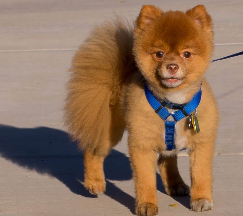 An alert Teddy bear Pomeranian dog