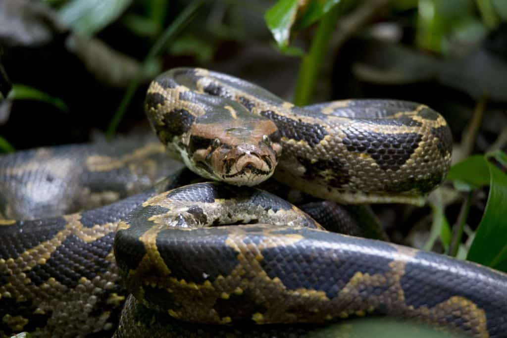 Python closeup