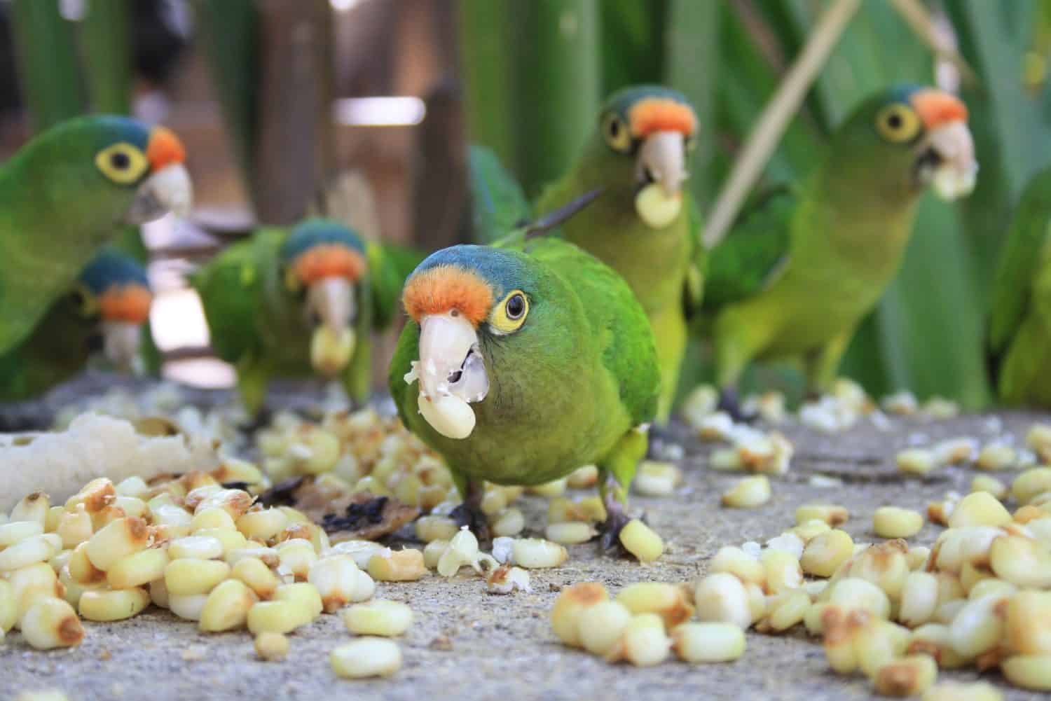 Orange-fronted parakeets