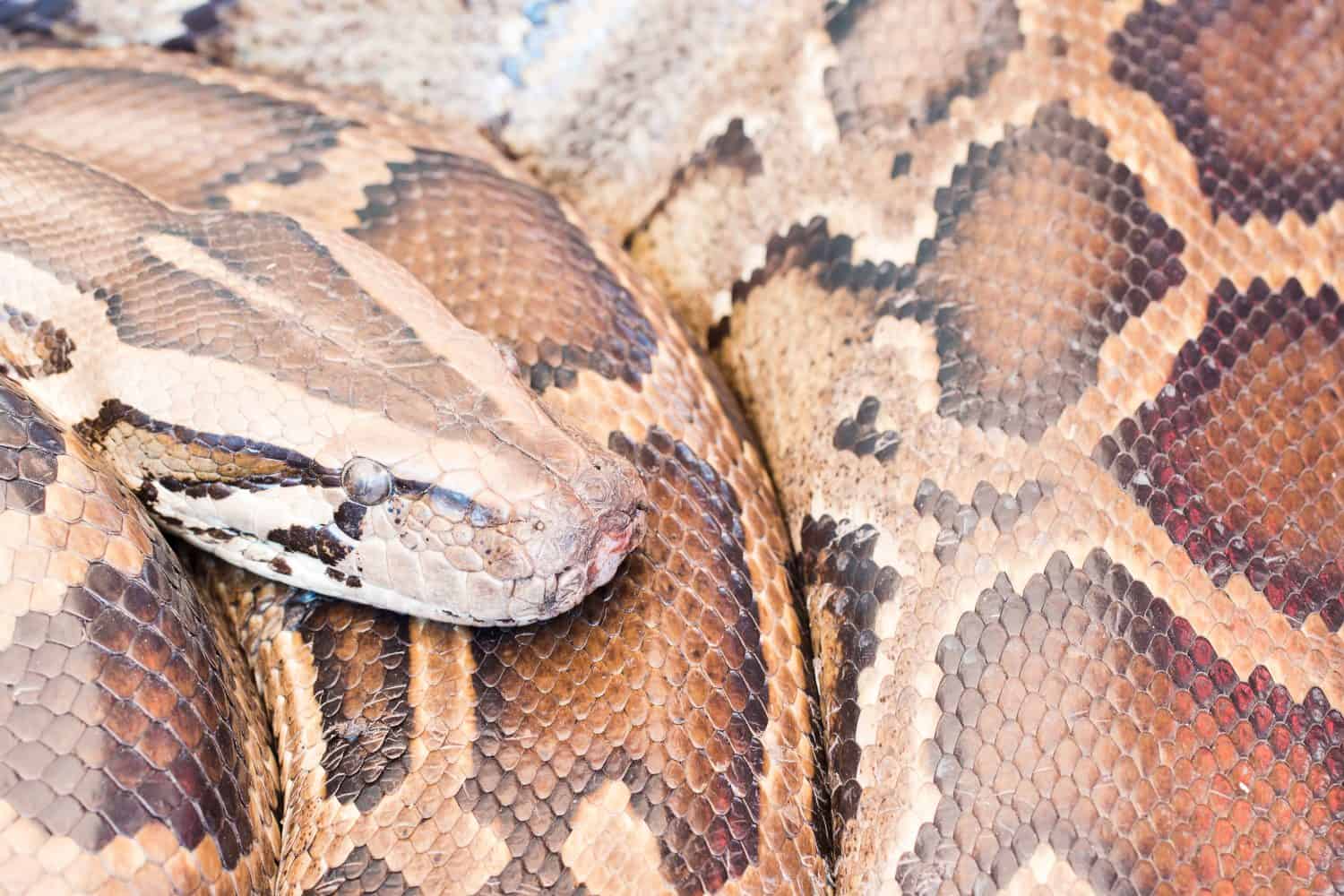 Close up of Reticulated Python snake, Thailand.