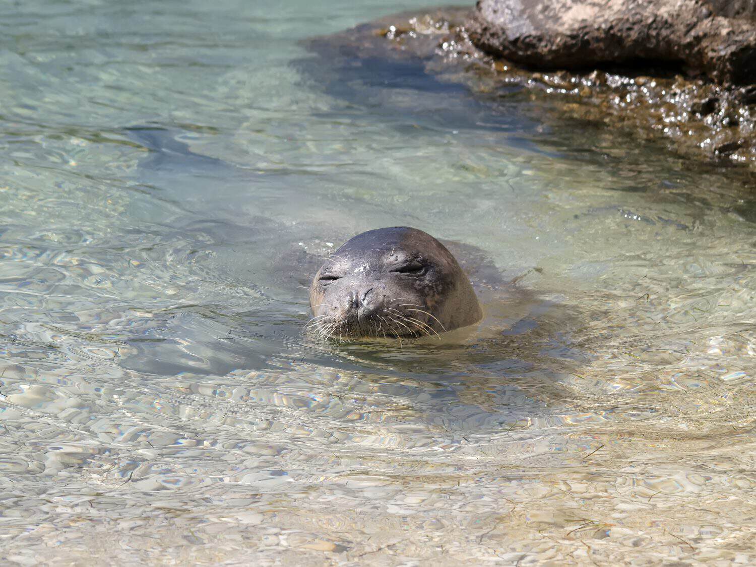 Mediterranean monk seal relax on sea shallow