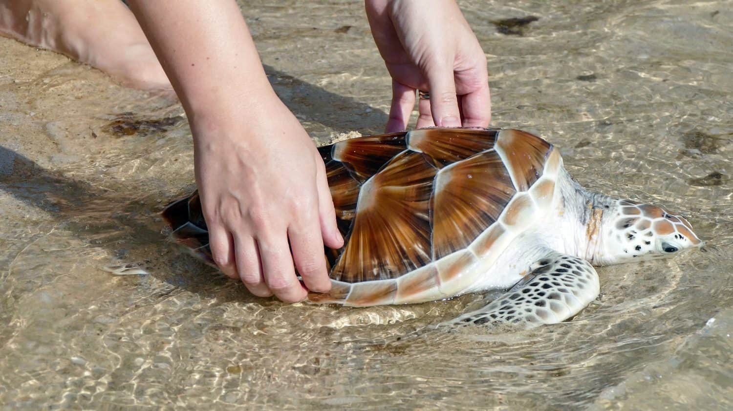 Sea Turtle Release