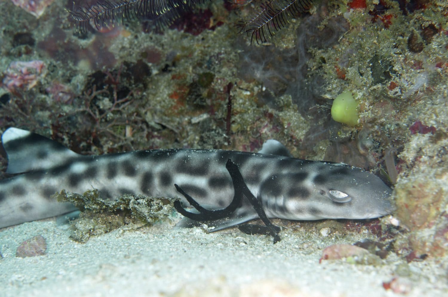 Swellshark (Cephaloscyllium ventriosum) in Pacific Ocean