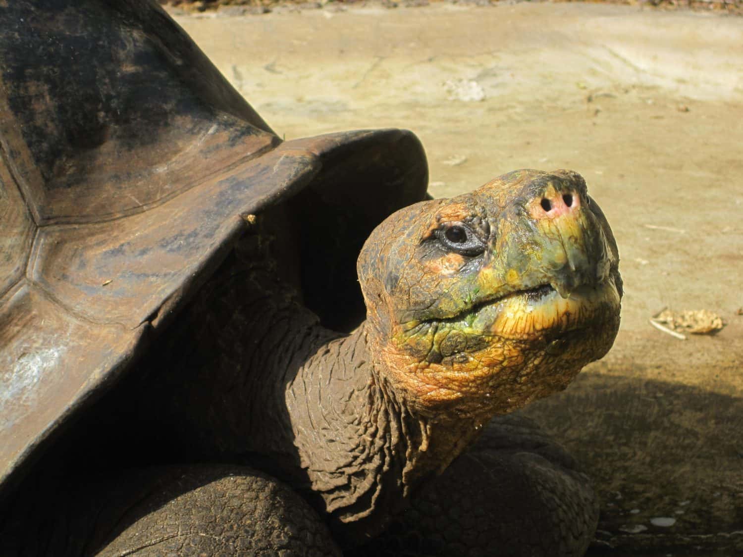 Lonesome George in the Galapagos Islands. Extinct now