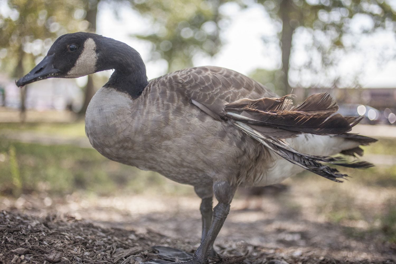 A Canada goose with "angel wing" a developmental malformation of a wing's wrist bones found mostly in domestic waterfowl. Predominantly found in ducks and geese. Also called "dropped wing"