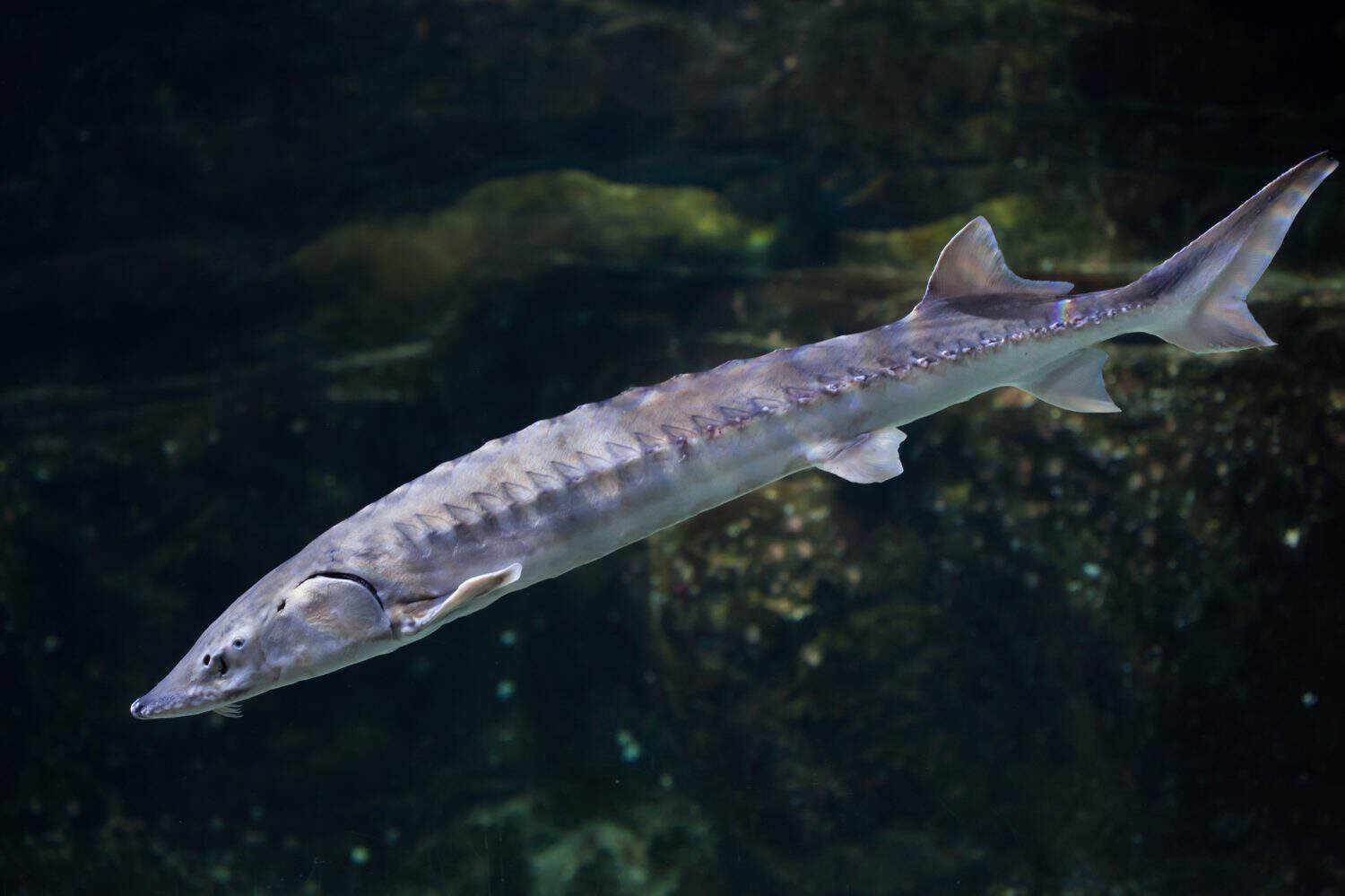 European sea sturgeon (Acipenser sturio), also known as the Atlantic sturgeon.