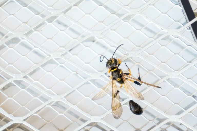 closeup insect on electronic mosquitoes killer