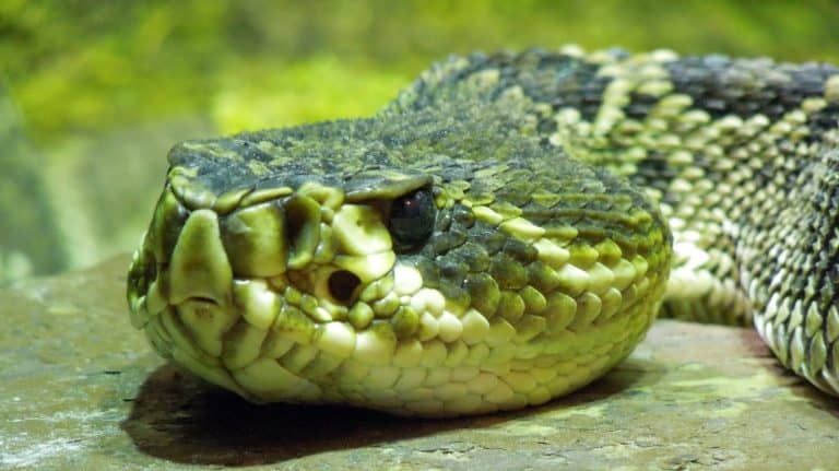 Eastern diamondback rattlesnake