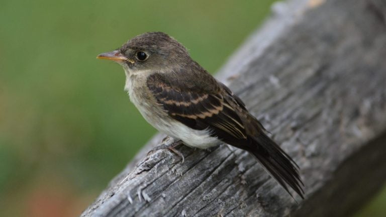 Willow Flycatcher