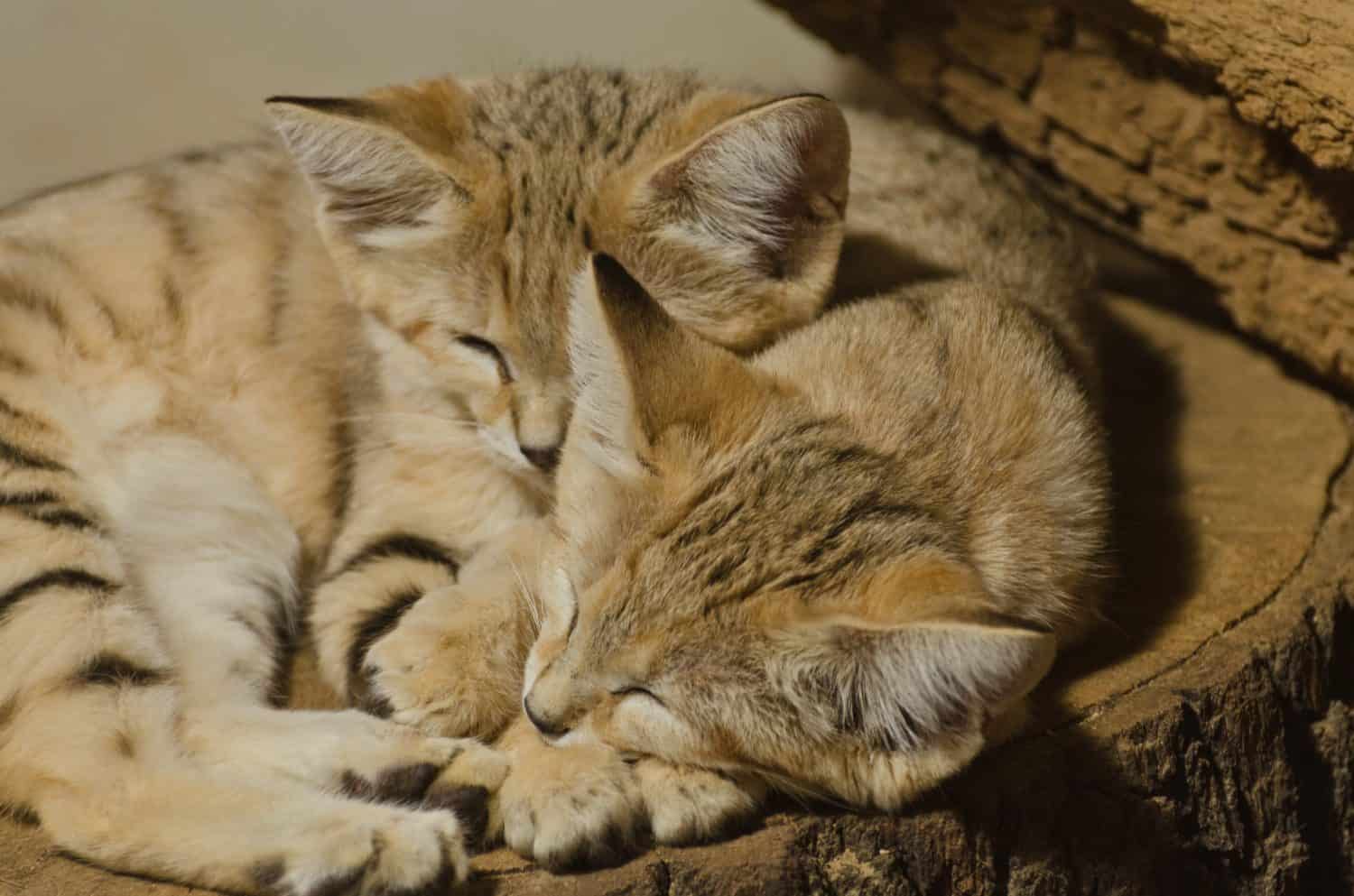 Sand Cats - Felis Margarita