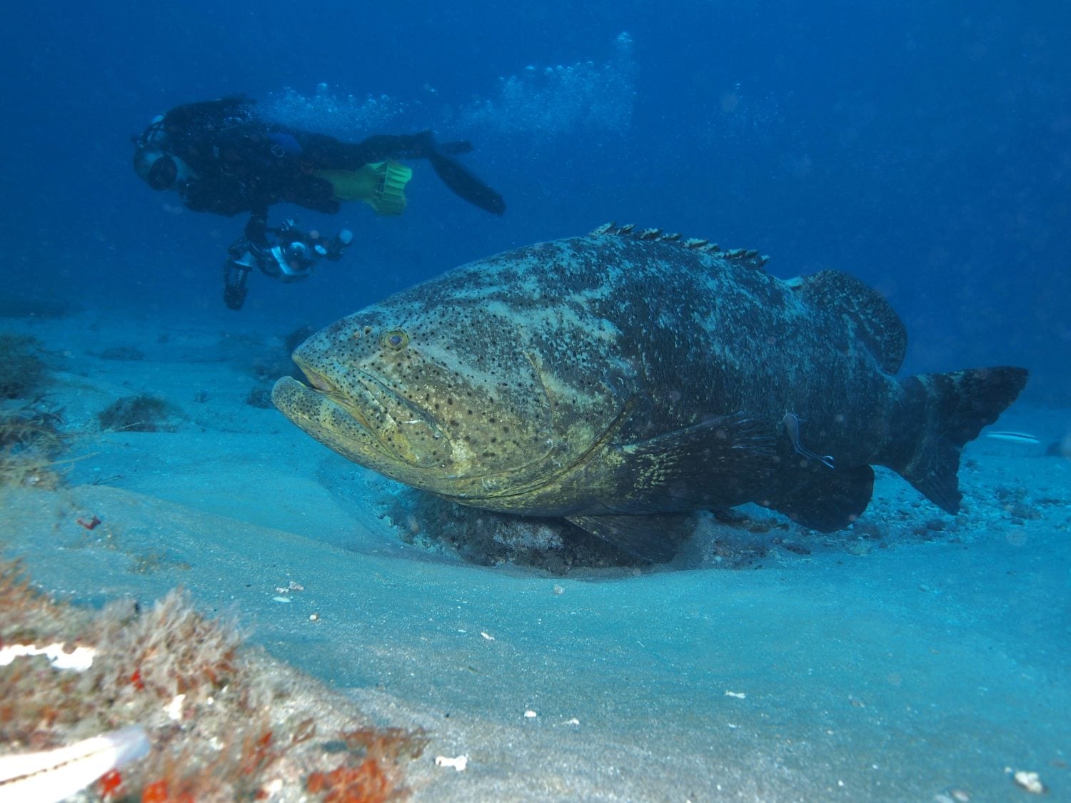 Goliath Grouper and Diver