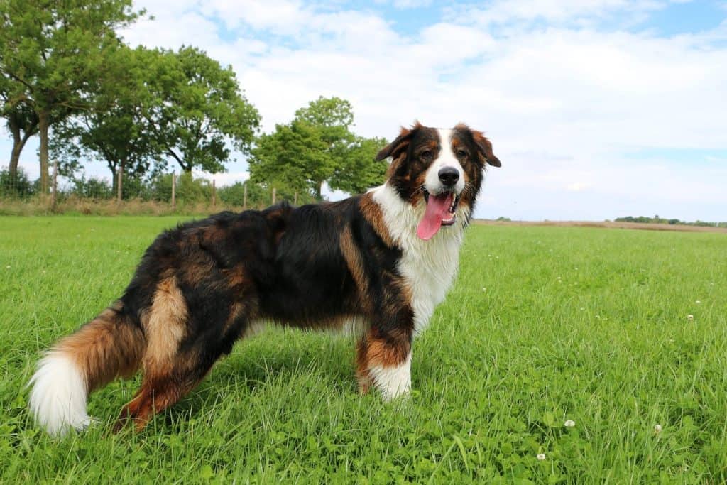 Saint Bernard Australian Shepherd Saint Aussie