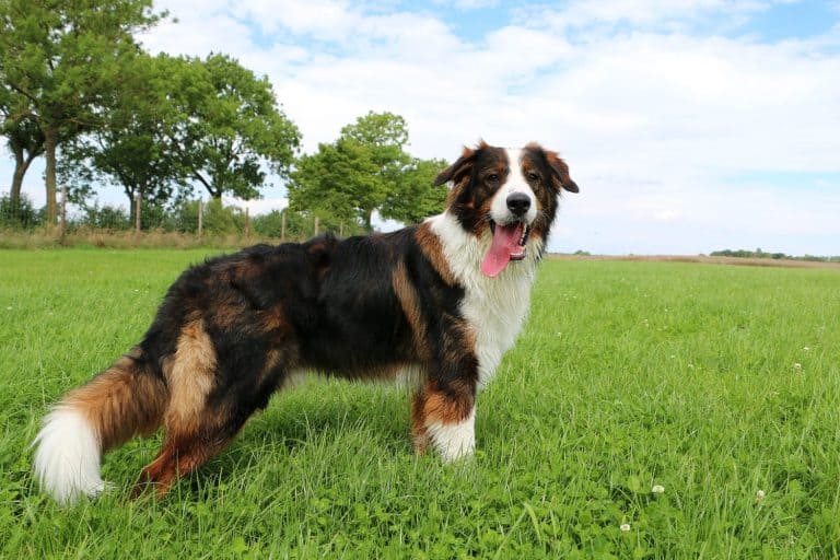 Saint Bernard Australian Shepherd Saint Aussie