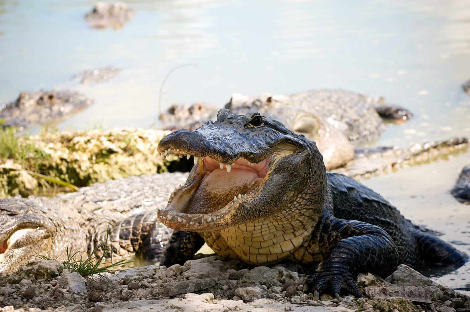 Aggressive Alligator