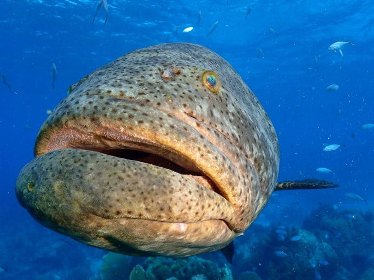 Goliath Grouper Looe Key National Park Florida Keys