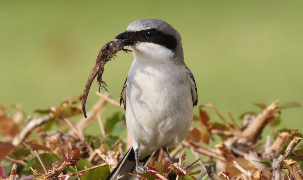 Loggerhead Shrike