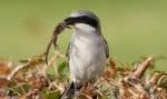 Loggerhead shrike