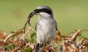 Loggerhead Shrike