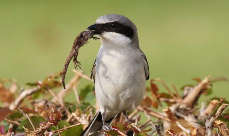 Loggerhead Shrike