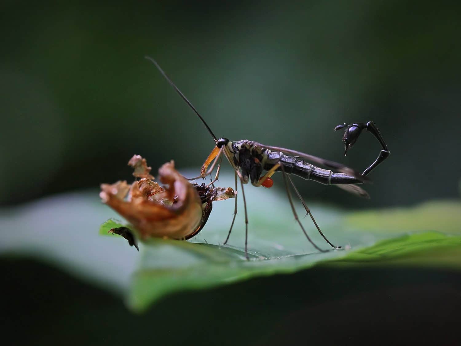 The Scorpionfly on green leaf
