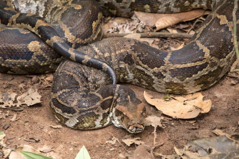 wild python, Snake, wild snakes