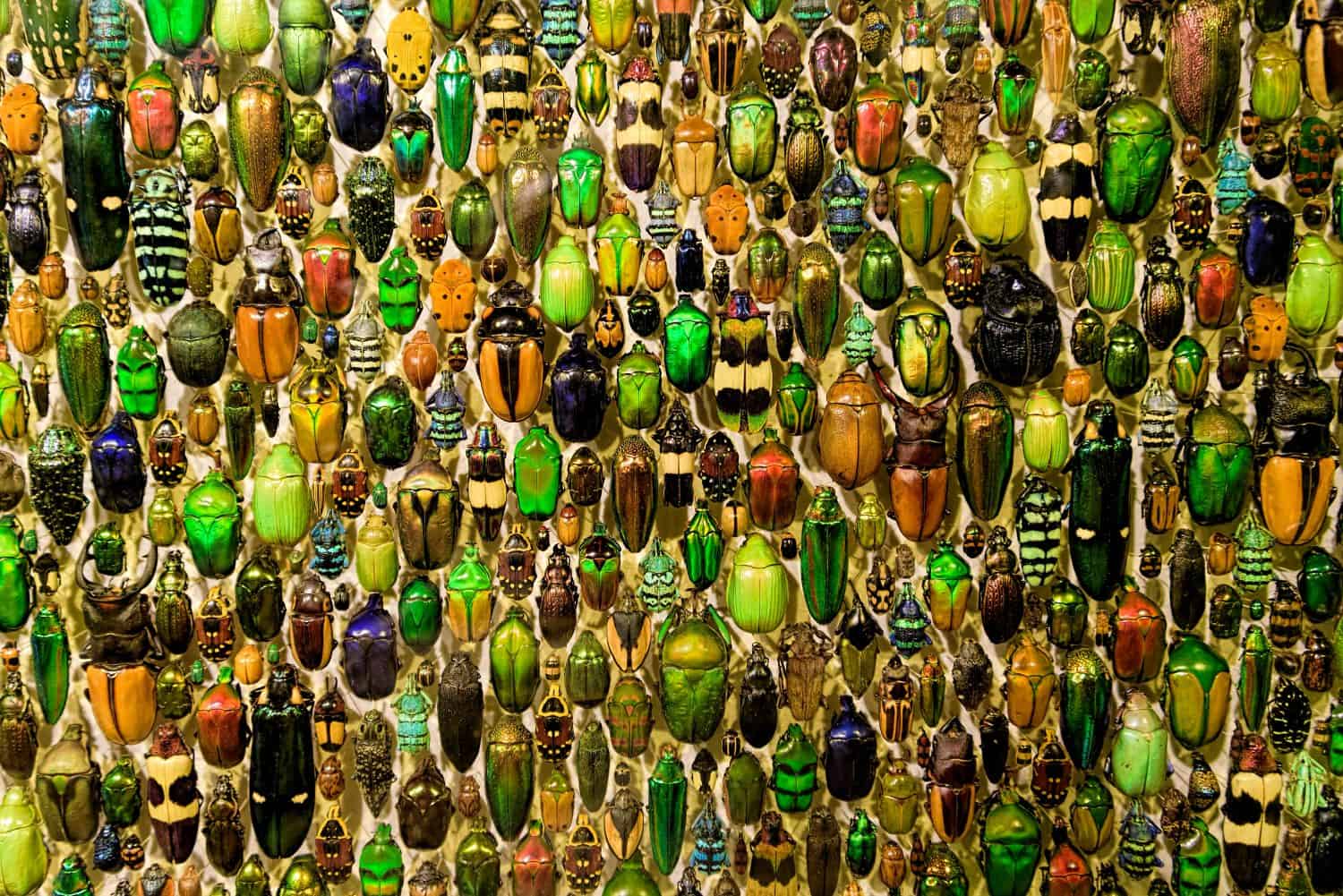 A colorful collection of beetles in Montreal insectarium