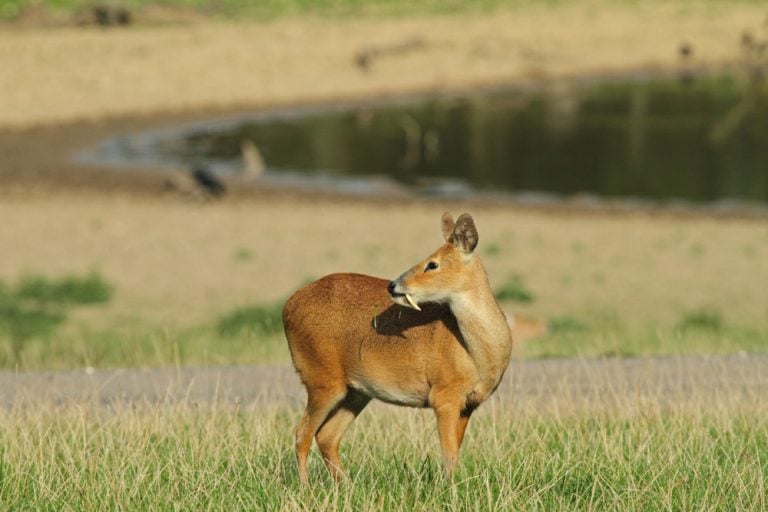 Chinese Water Deer (Hydropotes inermis) - showing tusks