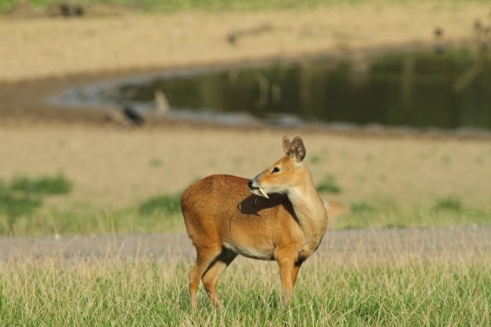 Chinese Water Deer (Hydropotes inermis) - showing tusks