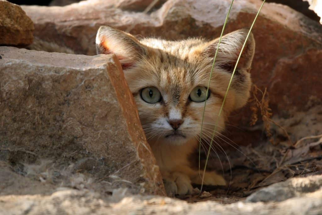 a small sand cat peeking behind a rock