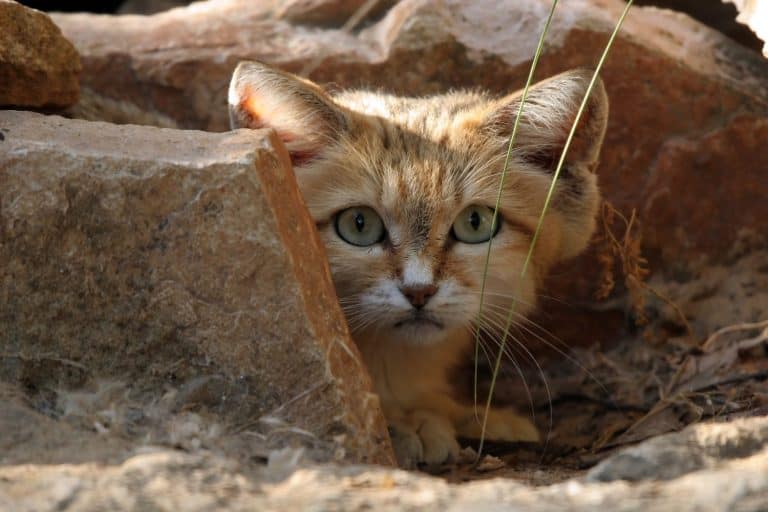 a small sand cat peeking behind a rock