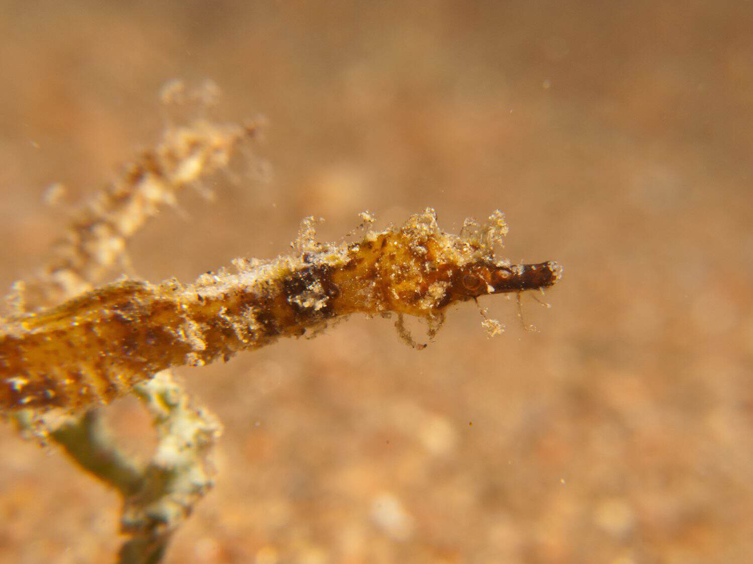 Hairy Dwarf Seahorse - Acentronura tentaculata