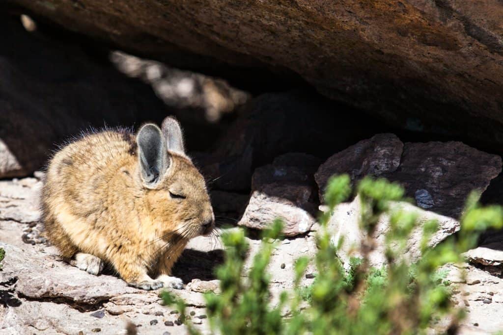 A young viscacha on the morning with a pretty "grumpy" look