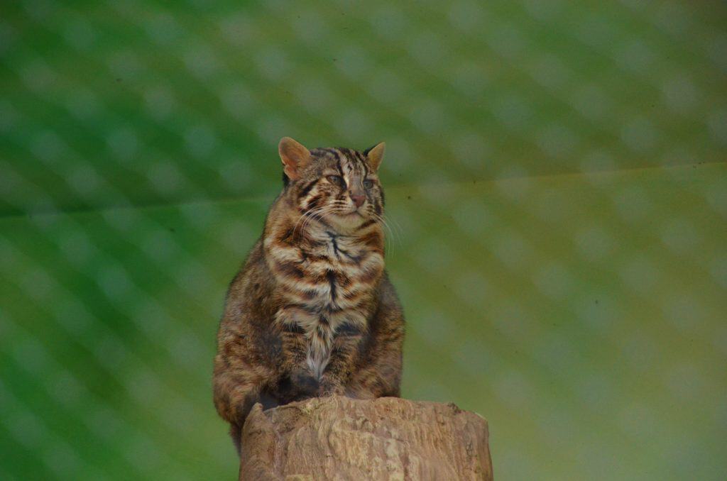 Iriomote wild cat