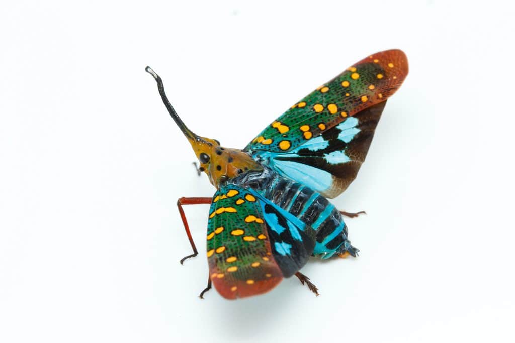 The Lanternfly (Saiva gemmata) from Thailand.