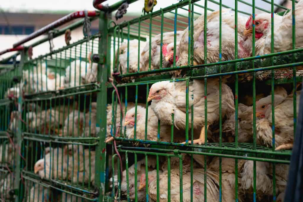 Caged Chickens Stacked On Top of One Another in a Factory Farm