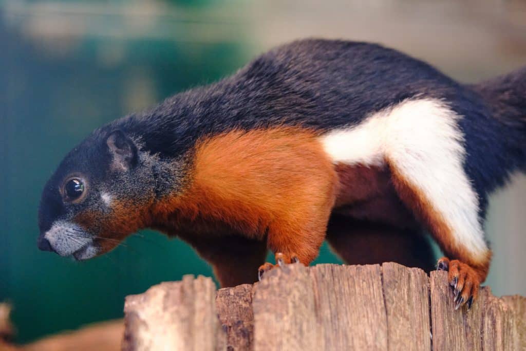 A Prevost squirrel sits on a tree trunk.