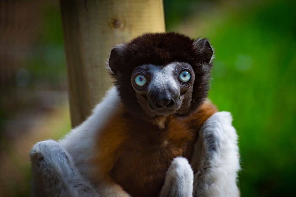 A Crowned sifaka looking at camera.