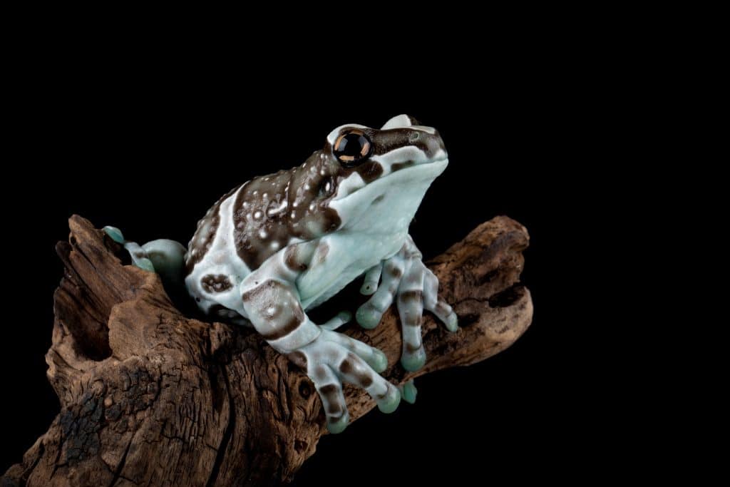 The Amazon Milk Frog (Trachycephalus resinifictrix) or Blue Milk Frog native to the Amazon rainforest in South America.