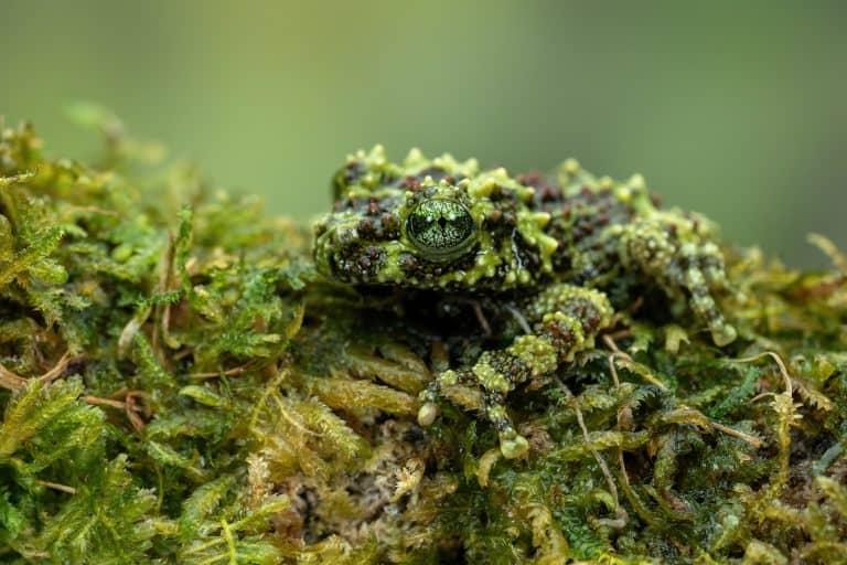 Vietnamese Mossy Frog (Theloderma corticale) or Tonkin Bug-eyed Frog is camouflaged on mossy wood.