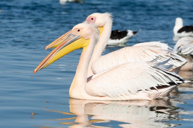 Great White Pelican (Pelecanus onocrotalus) swimming at sunset on the Berg River, Velddrif, West Coast, South Africa at sunset